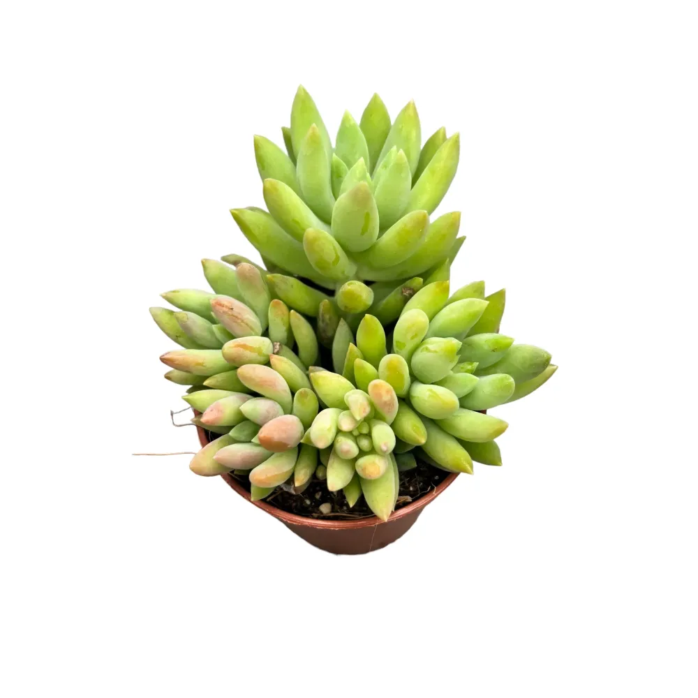 Sedum morganianum