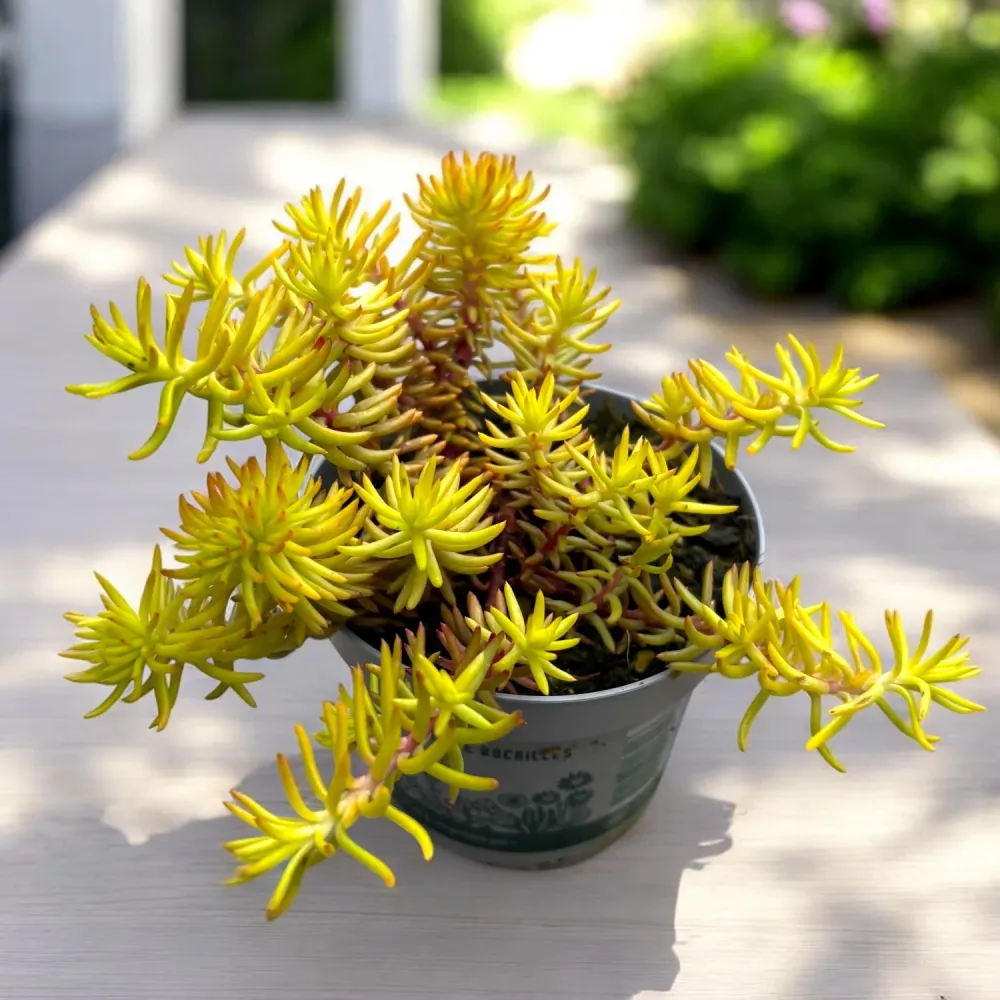 Sedum reflexum ‘Angelina’ – covor auriu spectaculos