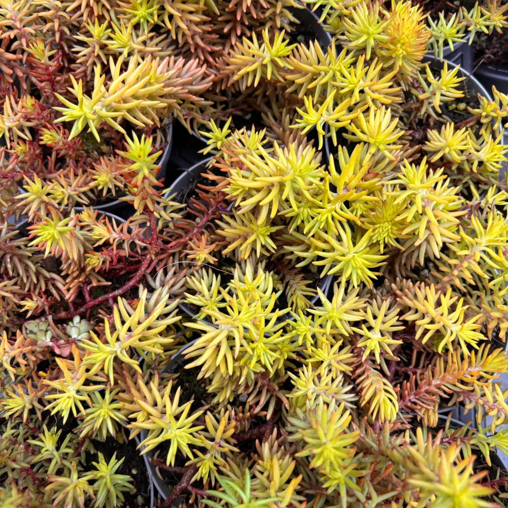 Sedum reflexum ‘Angelina’ – covor auriu spectaculos