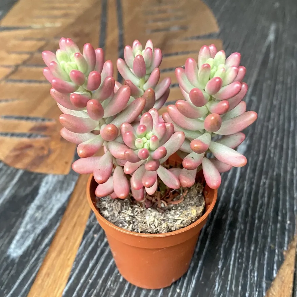 Sedum rubrotinctum 'Aurora' (Pink Jelly Bean) D5