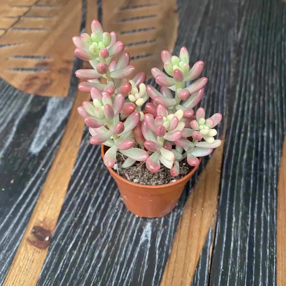 Sedum rubrotinctum 'Aurora' (Pink Jelly Bean) D5