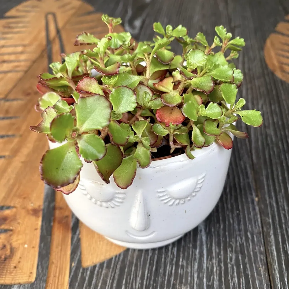 Sedum spurium ‘Schorbuser Blut' (Dragon's blood Sedum)
