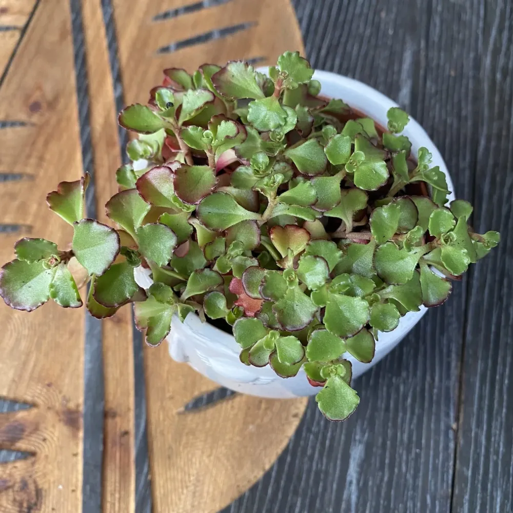 Sedum spurium ‘Schorbuser Blut' (Dragon's blood Sedum)