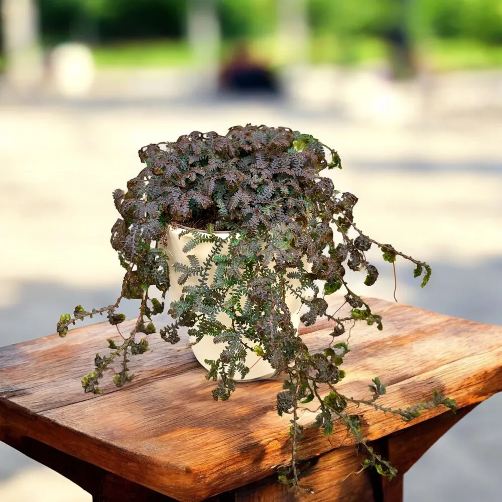 Selaginella uncinata ‘Patina’ (Peacock Moss) - feriga curcubeu