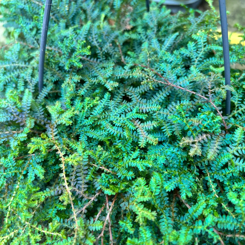 Selaginella uncinata ‘Patina’ (Peacock Moss) - feriga curcubeu