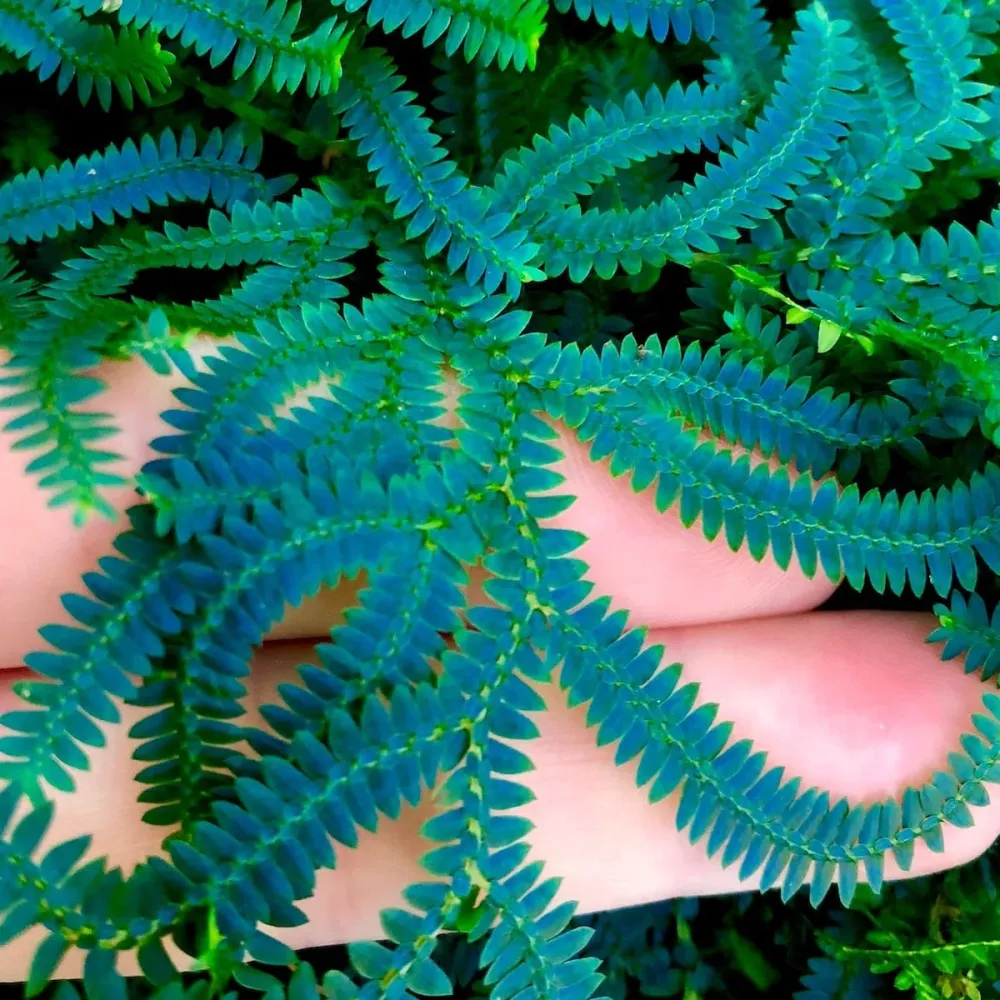Selaginella uncinata ‘Patina’ (Peacock Moss) - feriga curcubeu