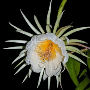 Selenicereus (Epiphyllum) chrysocardium - flori parfumate