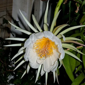 Selenicereus (Epiphyllum) chrysocardium - flori parfumate, exemplare mari