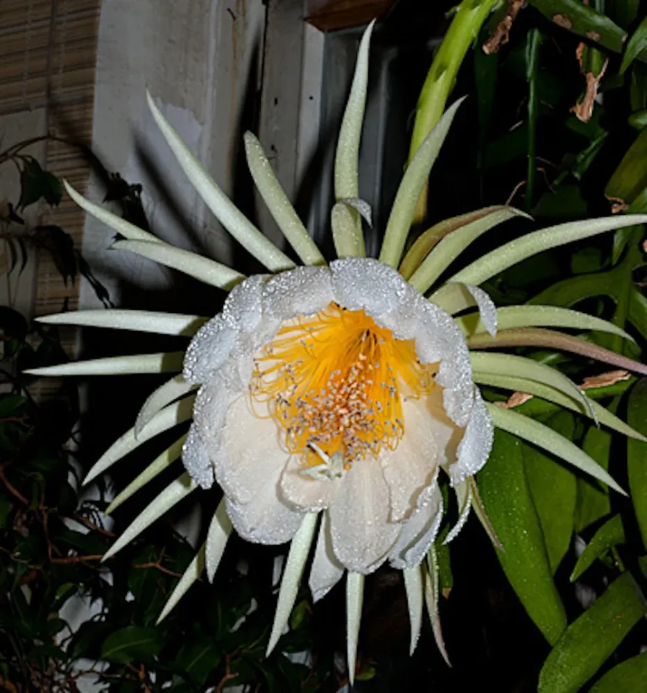 Selenicereus (Epiphyllum) chrysocardium - flori parfumate, exemplare mari