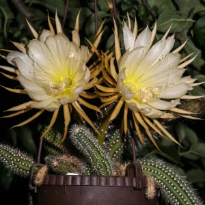 Selenicereus Validus XL