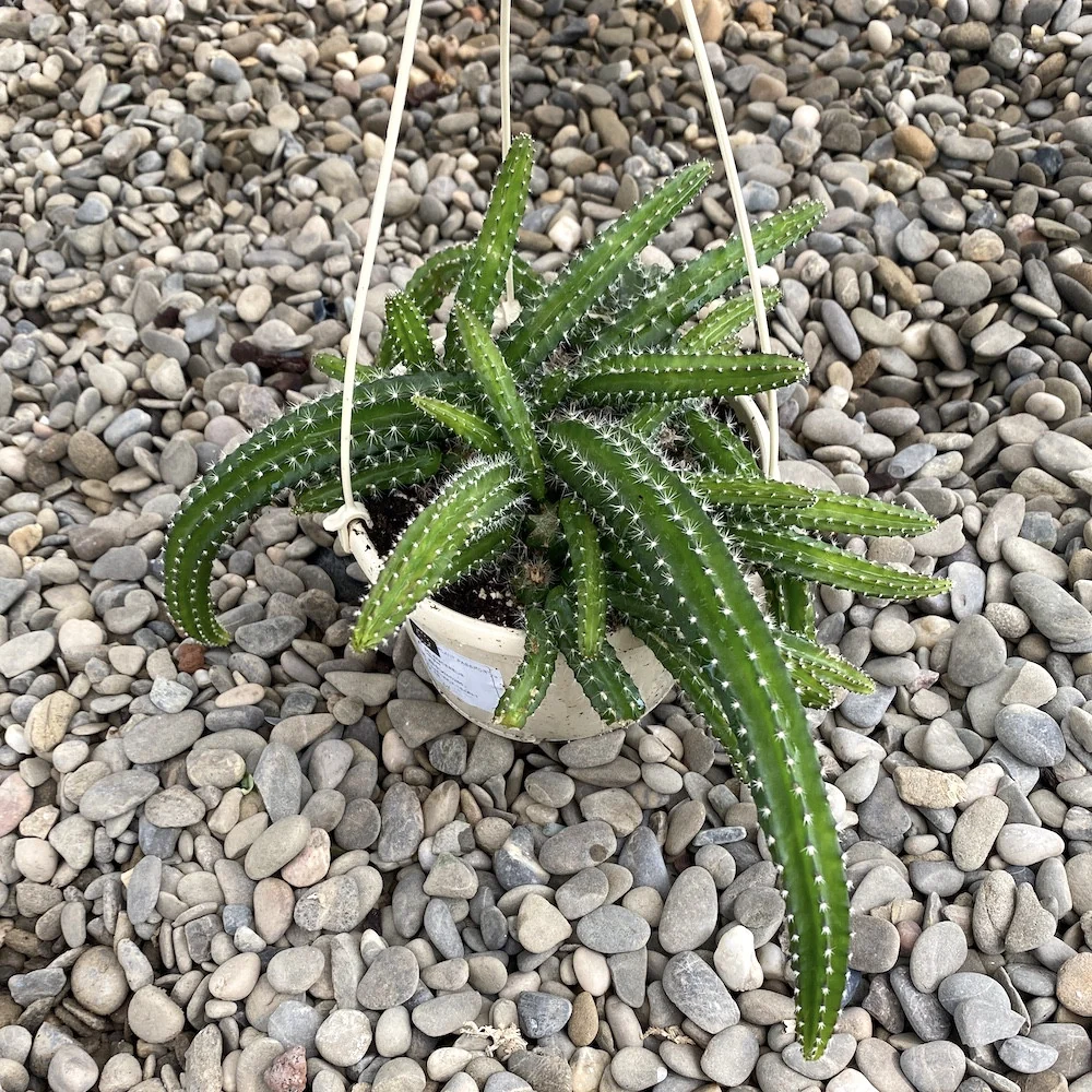 Selenicereus Validus XL