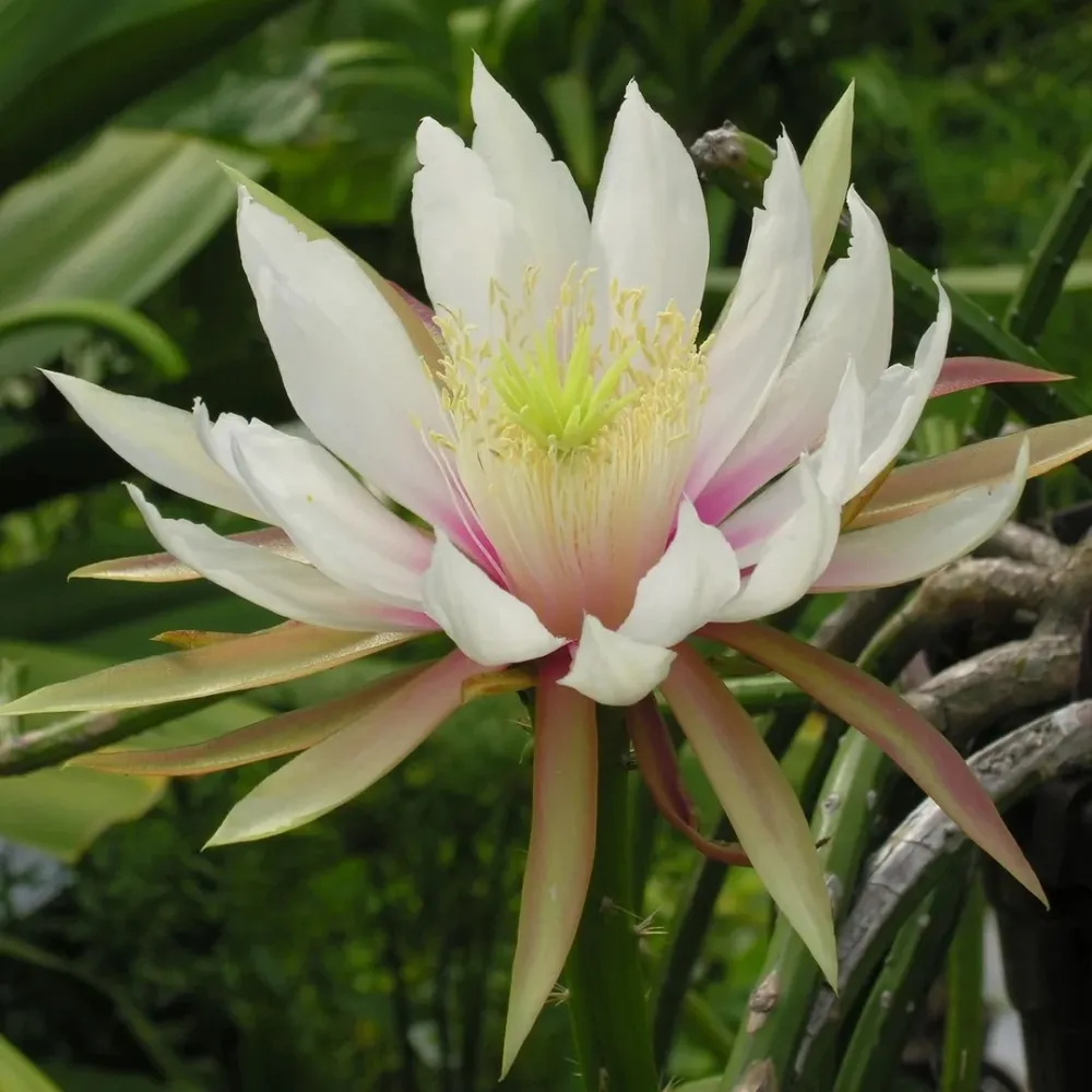 Selenicereus wercklei - cactus cu flori spectaculoase parfumate