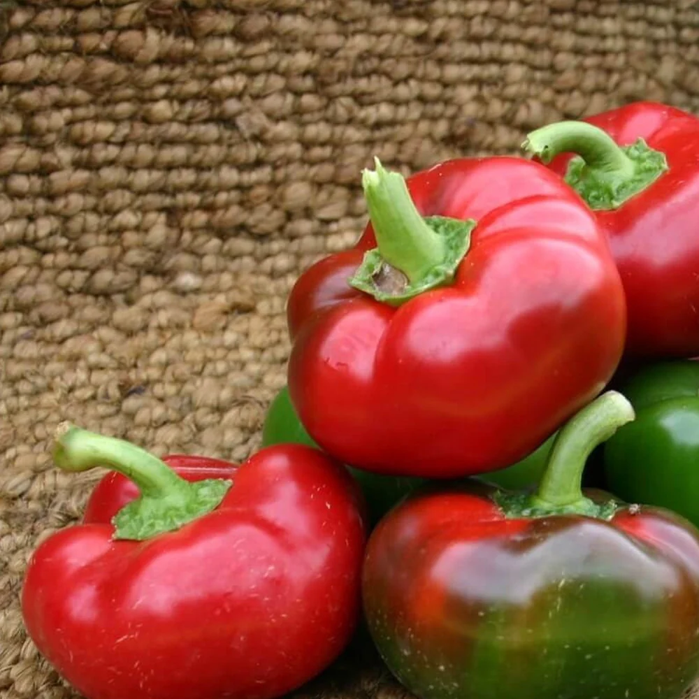 Seminte Ardei Gogosar Topepo Rosso 1g