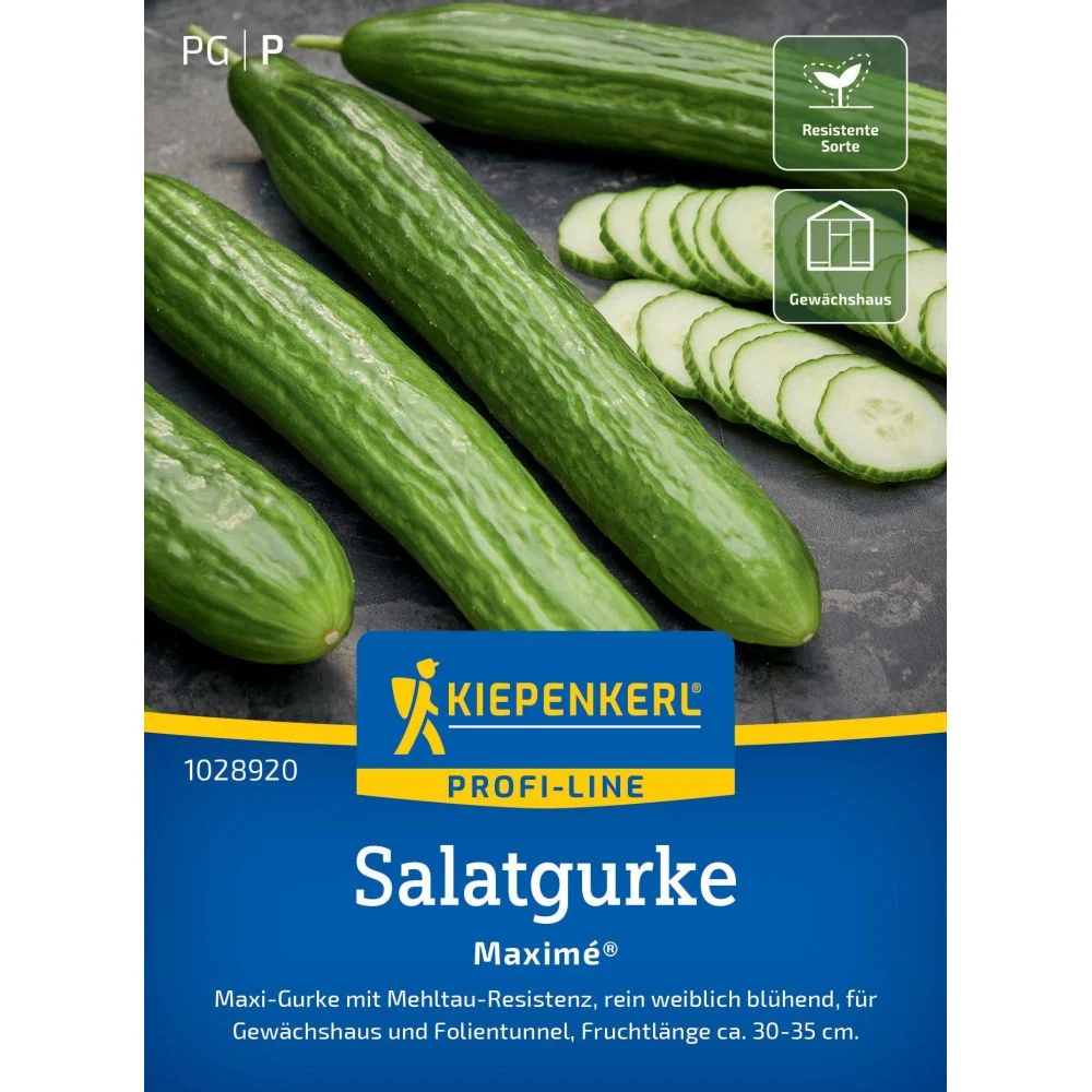 Seminte castraveti Maxime F1 – productie ridicata si fructe crocante, cu protectie germinatie