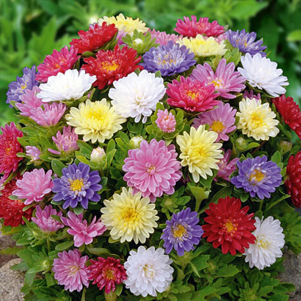 Seminte flori Ochiul boului pitic (Callistephus chinensis) mix 1g