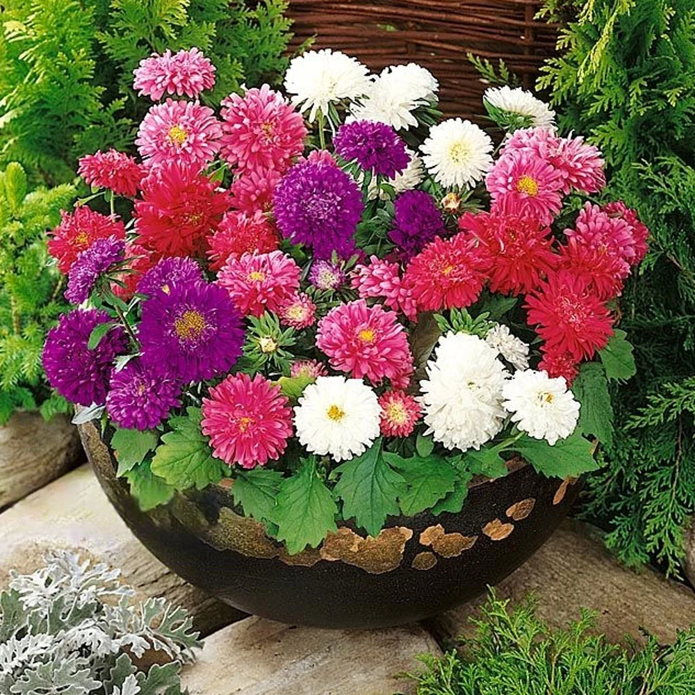 Seminte flori Ochiul boului pitic (Callistephus chinensis) mix 1g