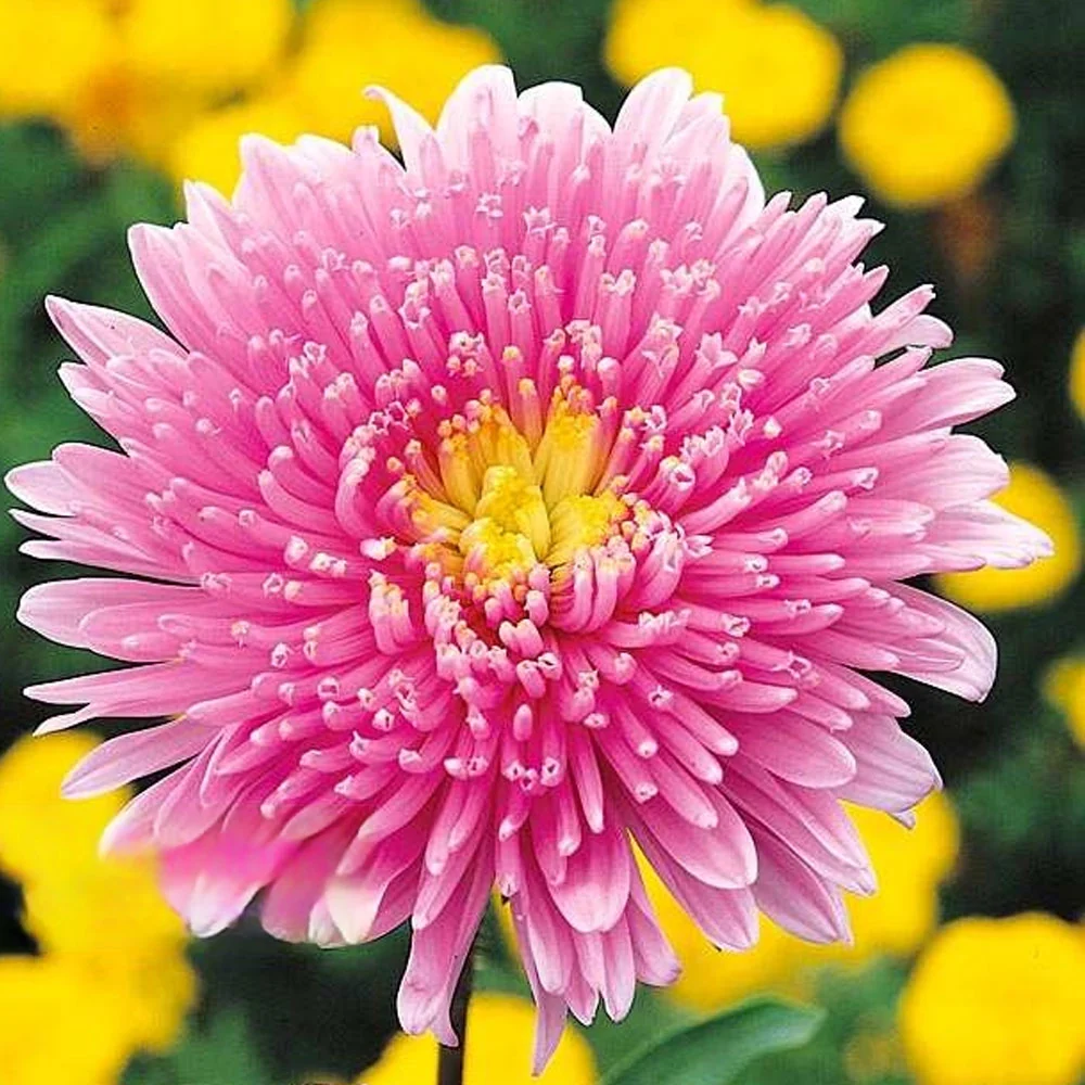 Seminte flori Ochiul Boului Princess (Callistephus Chinensis) roz 1g