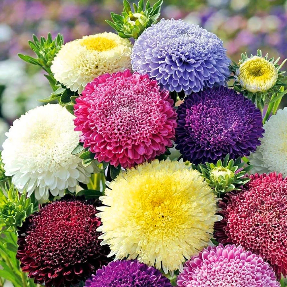 Seminte flori Ochiul Boului Princess (Callistephus Chinensis) mix 0.4g