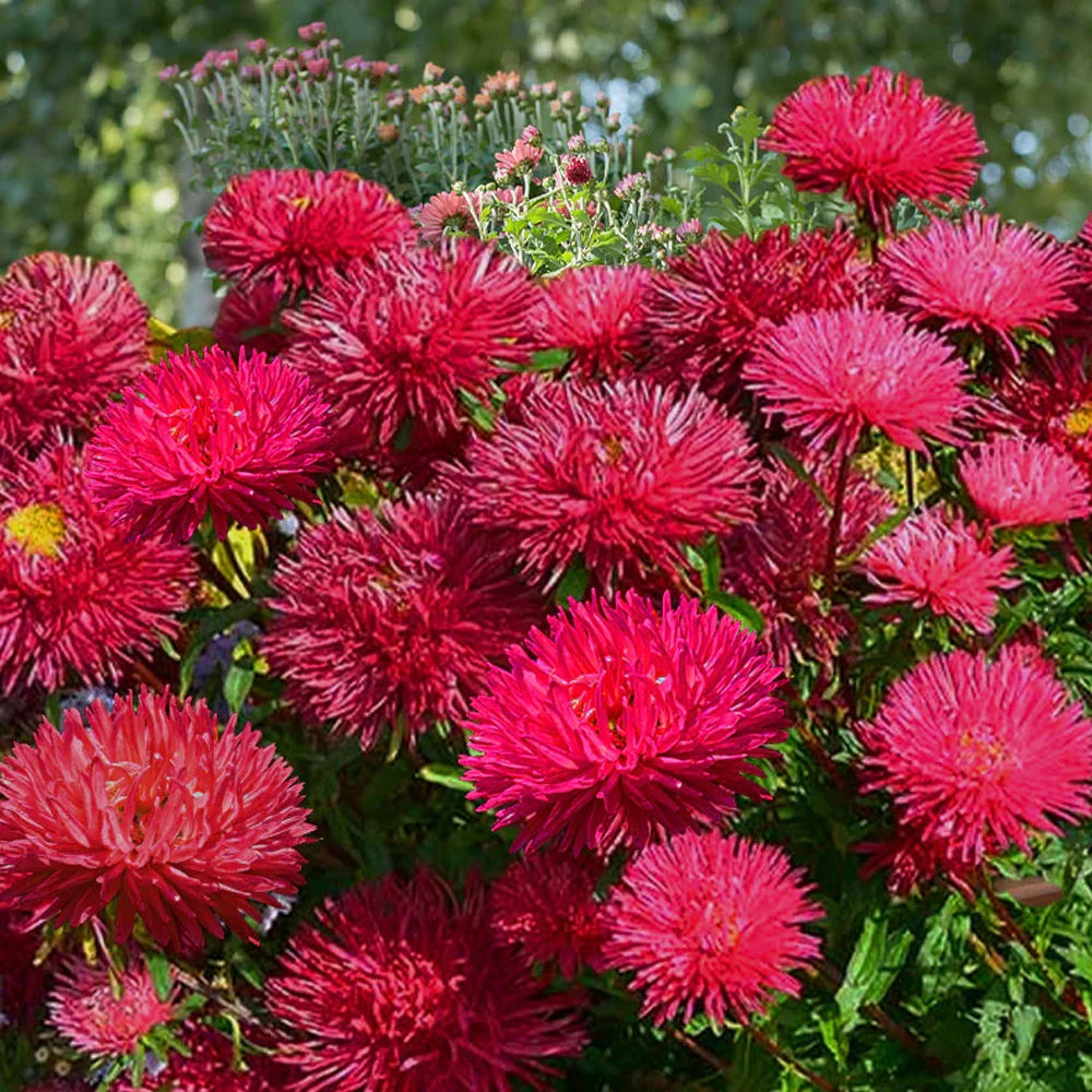 Seminte flori Ochiul Boului Strahlen (Callistephus Chinensis) rosu 1g