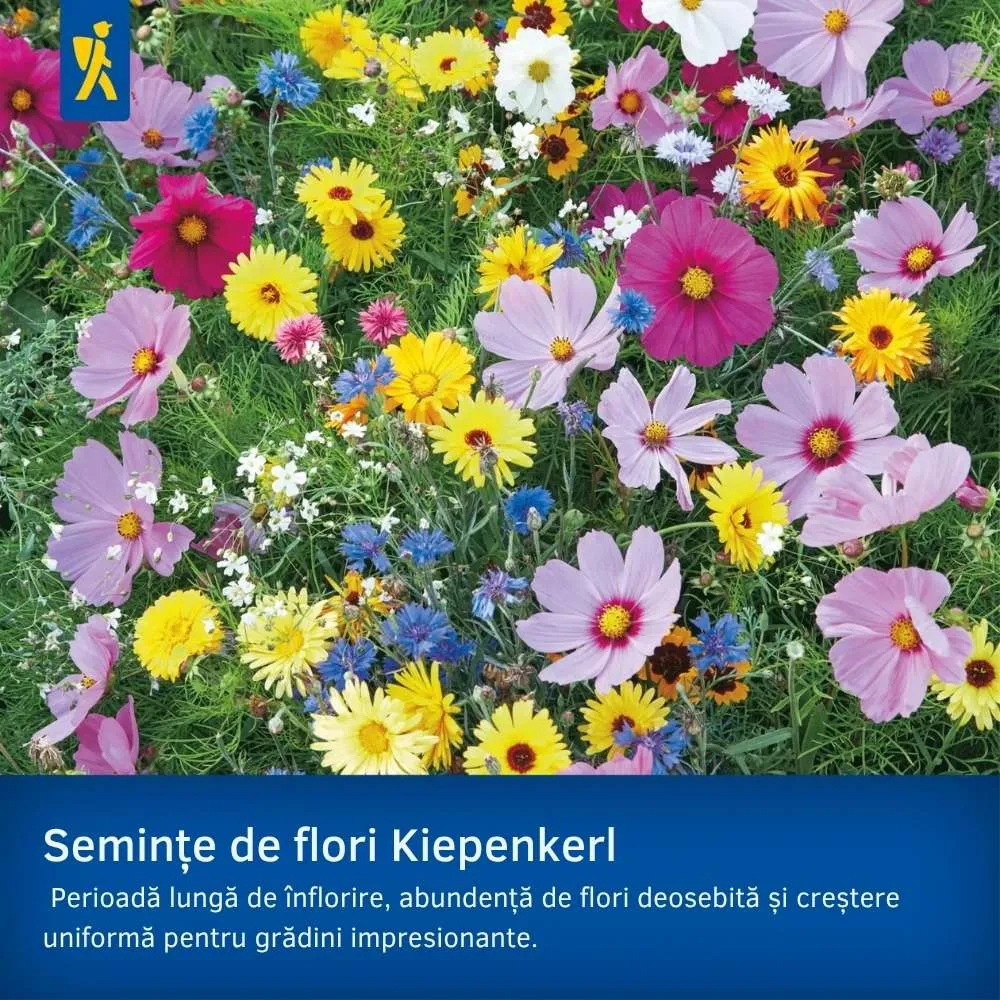 Seminte de flori parfumate – gradina aromata, ajunge pentru 2 - 4 m²