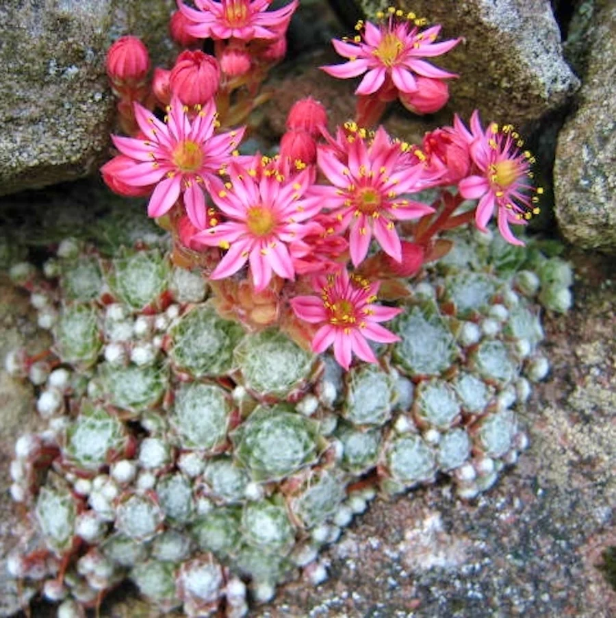Sempervivum arachnoideum (planta urechelnita)