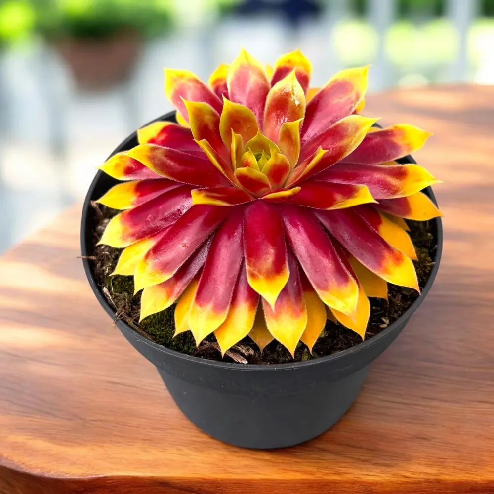 Sempervivum ‘Chick Charms Gold Nugget’ - urechelnita de gradina