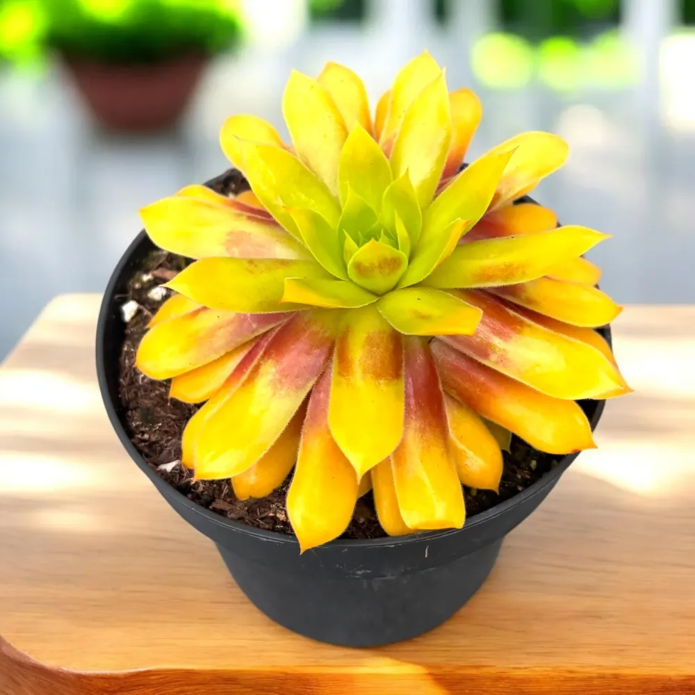 Sempervivum ‘Chick Charms Gold Nugget’ - urechelnita de gradina