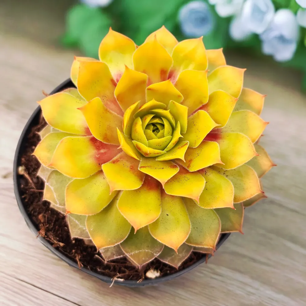Sempervivum ‘Chick Charms Gold Nugget’ - urechelnita de gradina