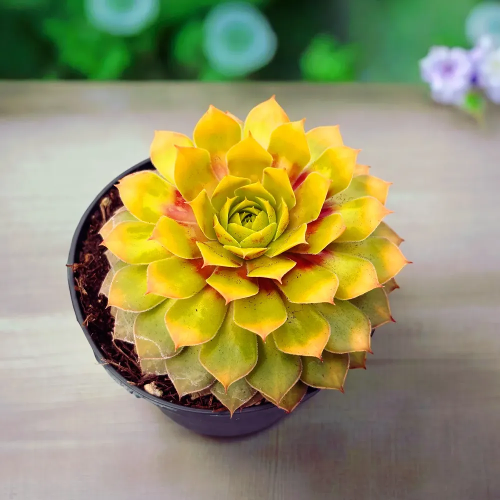 Sempervivum ‘Chick Charms Gold Nugget’ - urechelnita de gradina