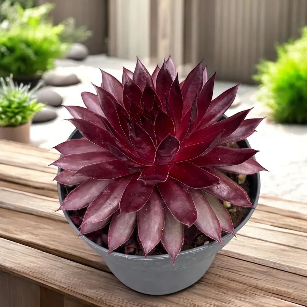Sempervivum Chick Charms ‘Pineapple Paradise’ - planta urechelnita cu frunze rosiatice