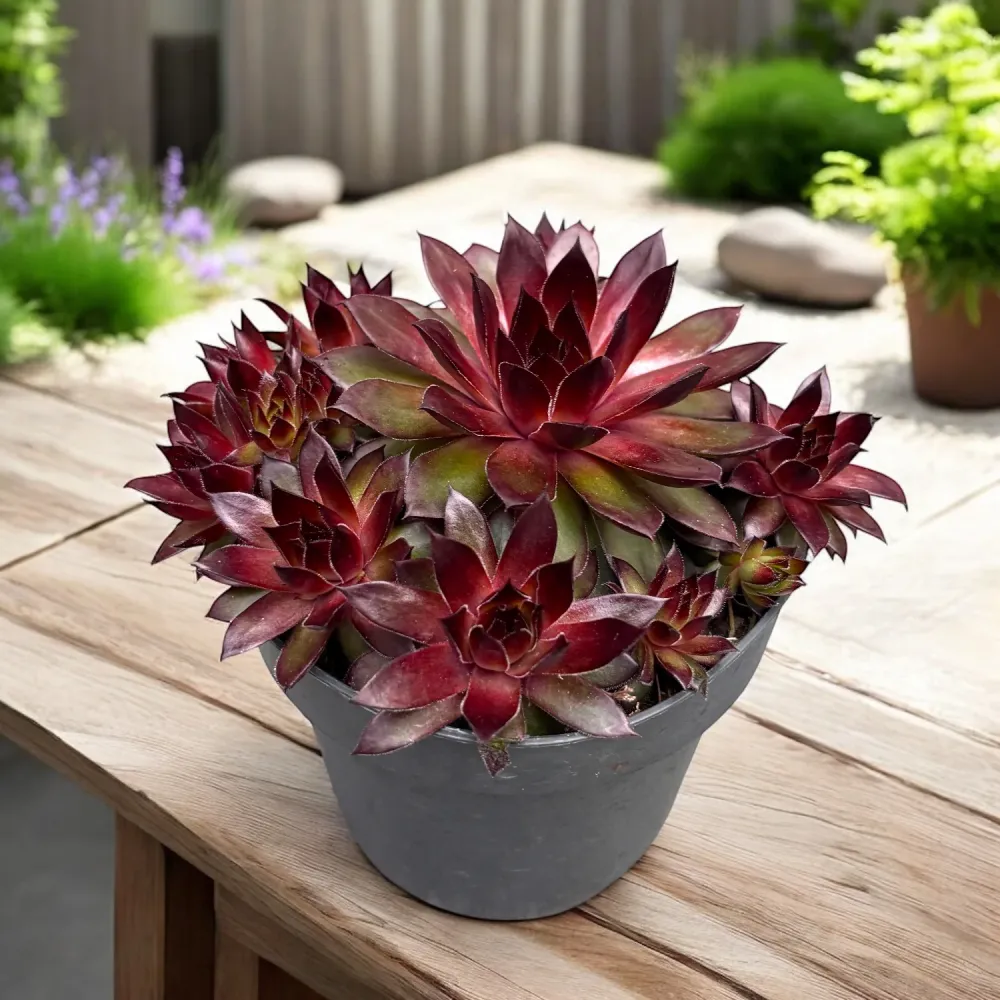 Sempervivum Chick Charms ‘Pineapple Paradise’ - planta urechelnita cu frunze rosiatice