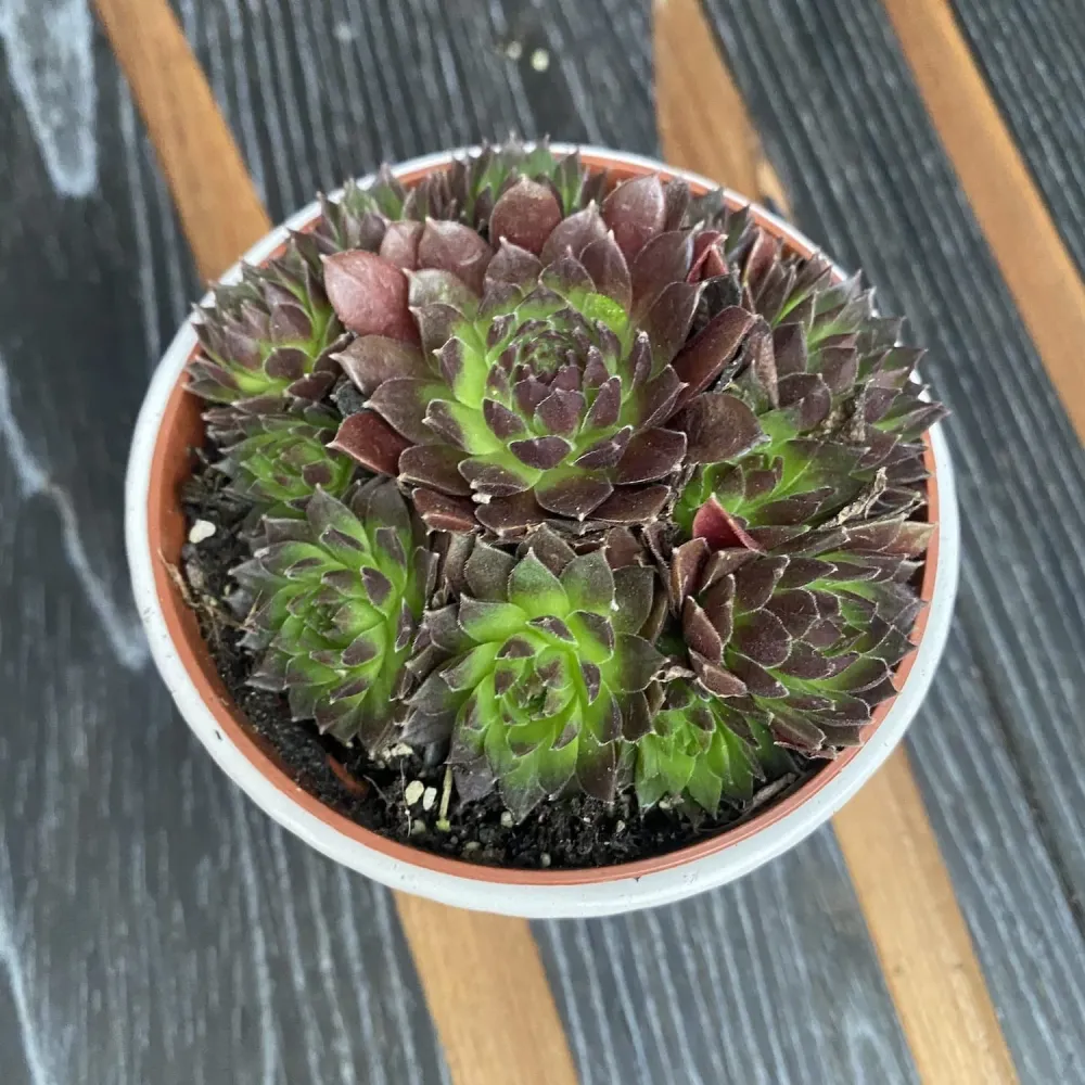 Sempervivum 'Coral Red' (Planta Urechelnita)