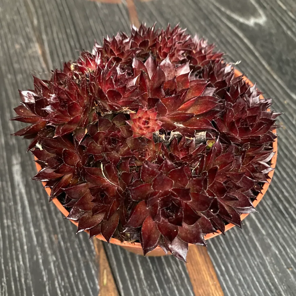 Sempervivum 'Corsair' (Planta Urechelnita)
