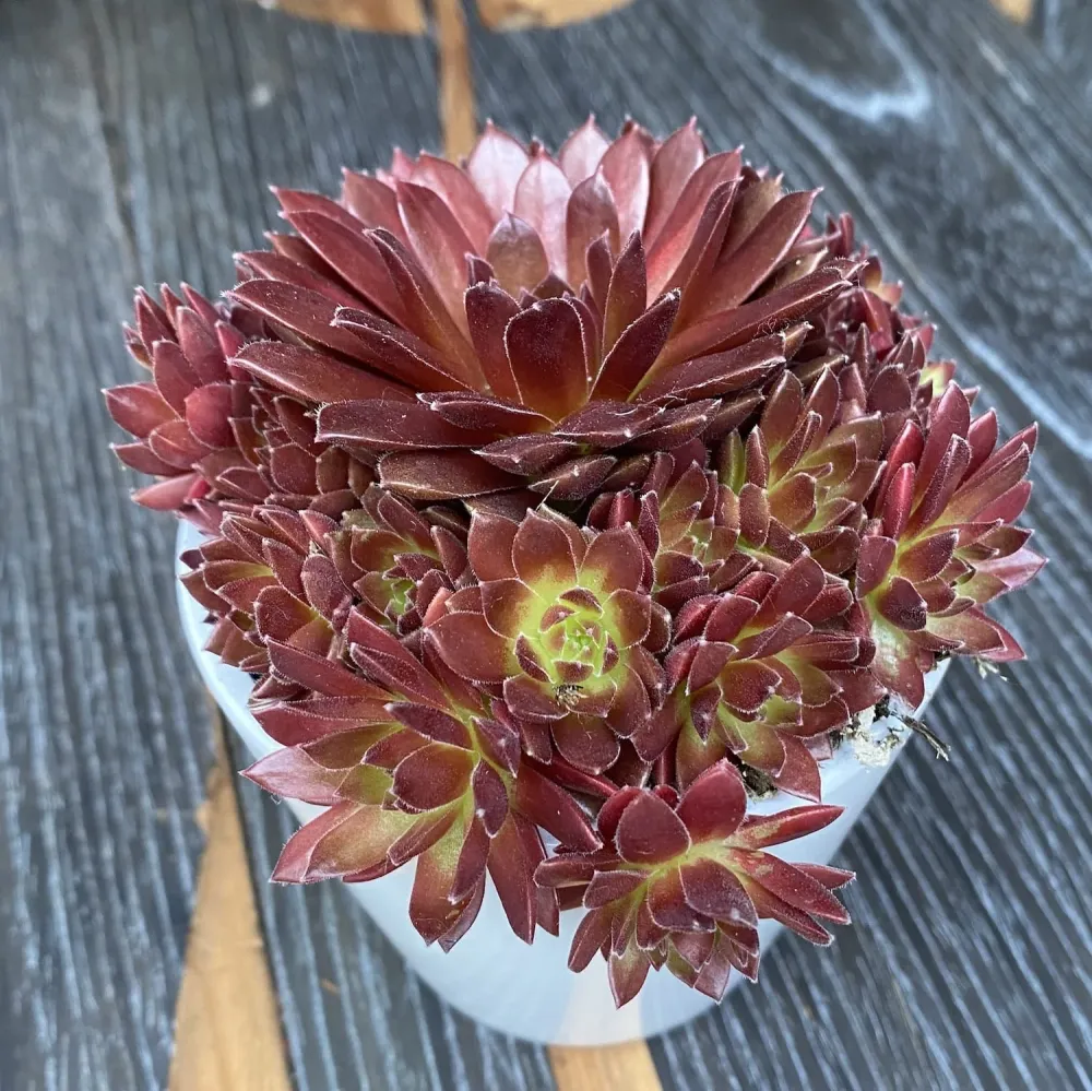 Sempervivum 'Lissabon Wine Red' - Planta Urechelnita