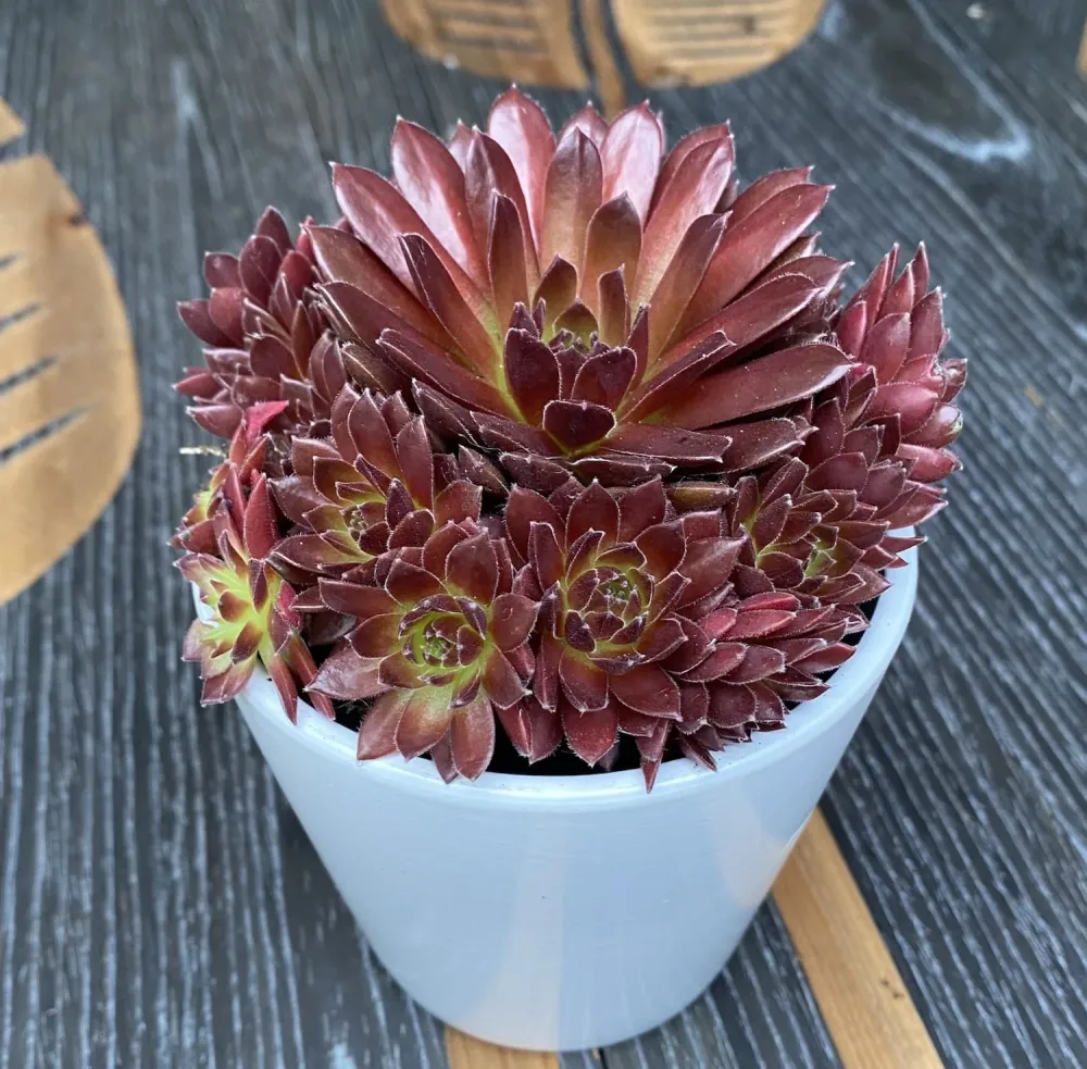 Sempervivum 'Lissabon Wine Red' - Planta Urechelnita