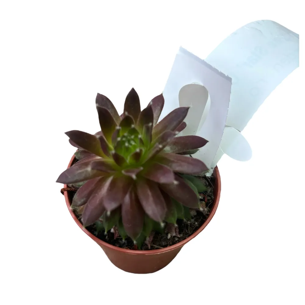 Sempervivum 'Lone Star' (planta urechelnita)