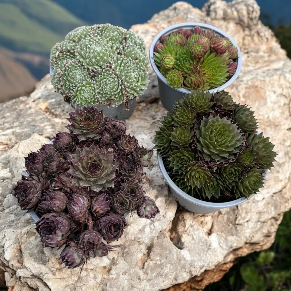 Sempervivum mix - Planta Urechelnita