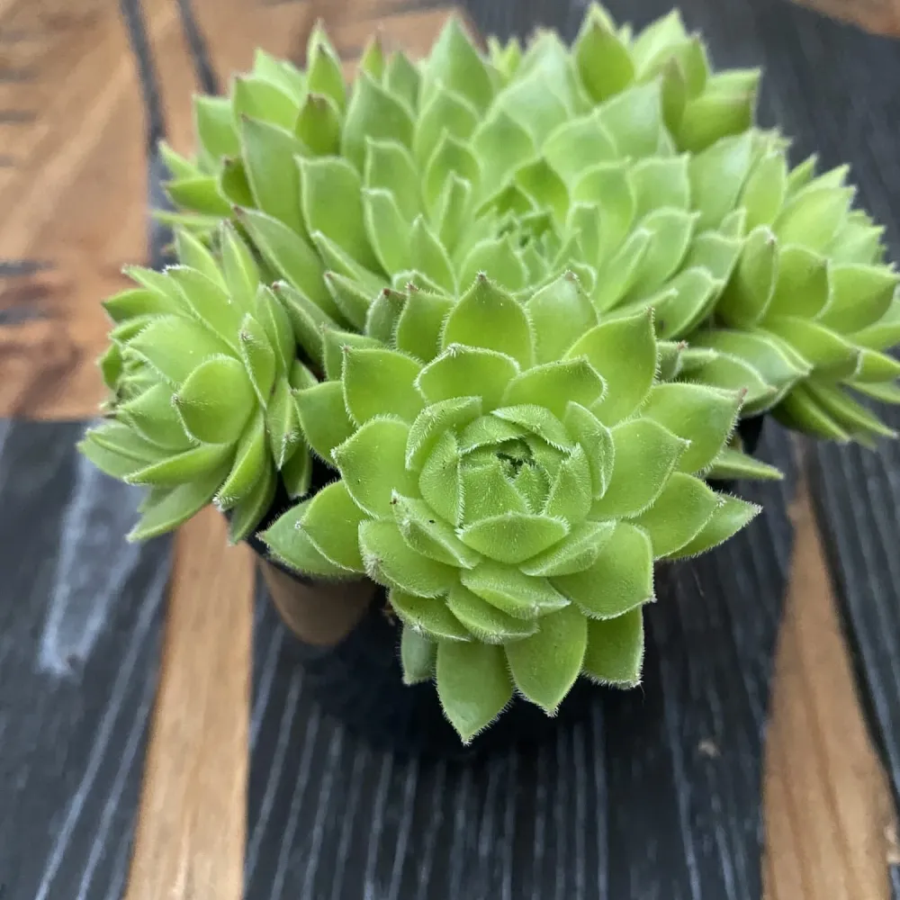 Sempervivum tectorum var. glaucum (planta urechelnita)