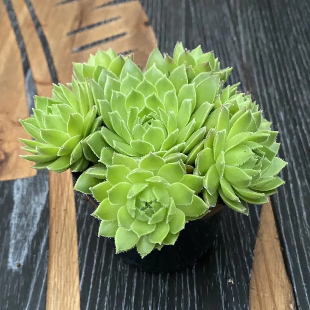 Sempervivum tectorum var. glaucum (planta urechelnita)