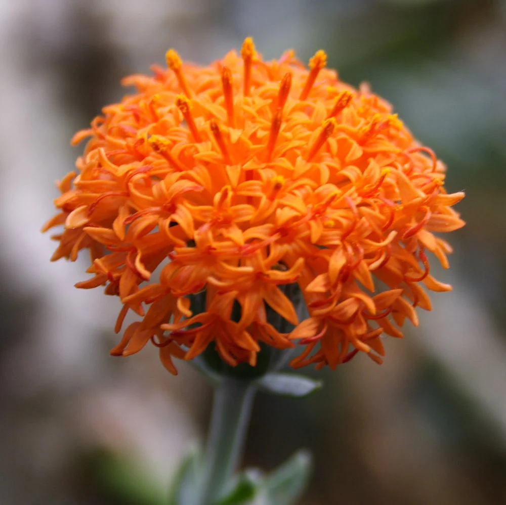 Senecio cephalophoris Mountain Fire - Kleinia cephalophora (neinflorita)