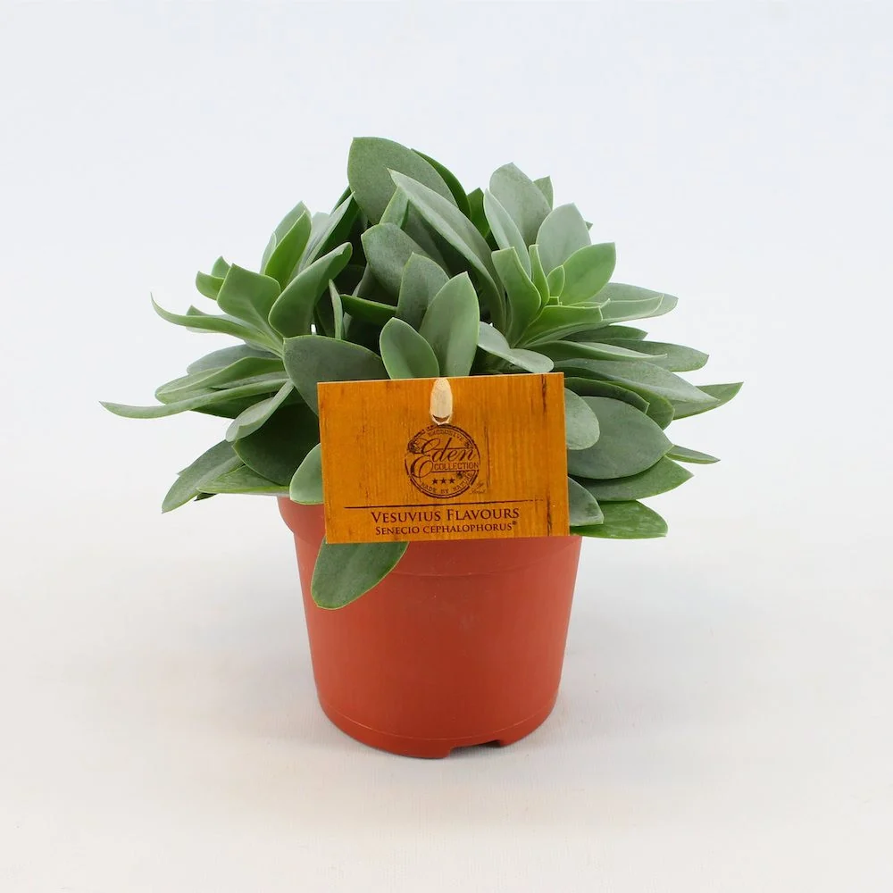 Senecio cephalophoris Mountain Fire - Kleinia cephalophora (neinflorita)