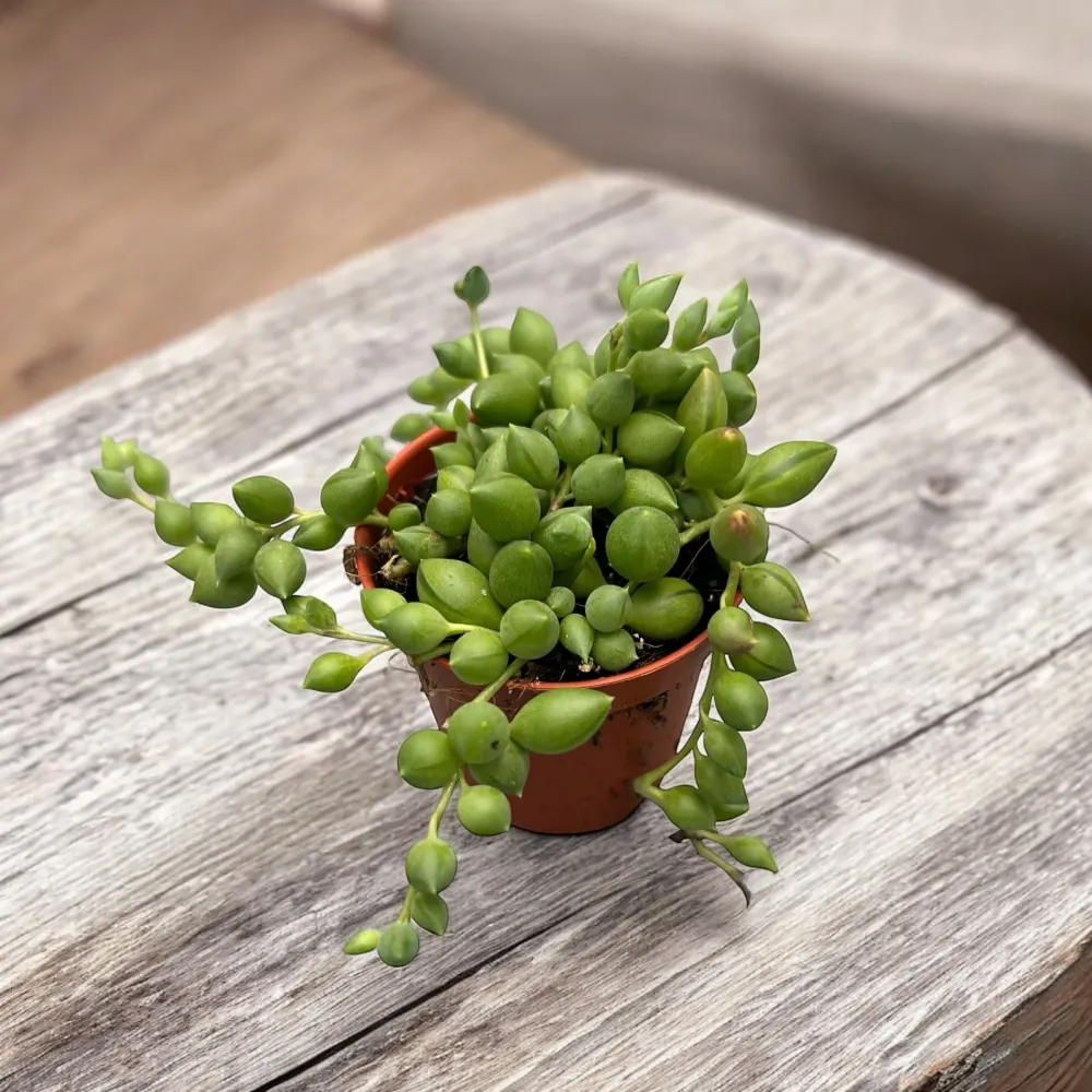 Senecio Herreianus (Planta mazare, Sirag de margele) babyplant
