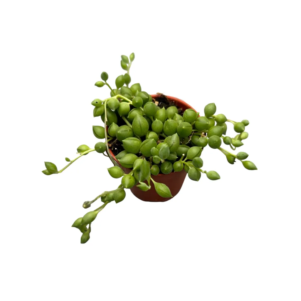 Senecio Herreianus (Planta mazare, Sirag de margele) babyplant