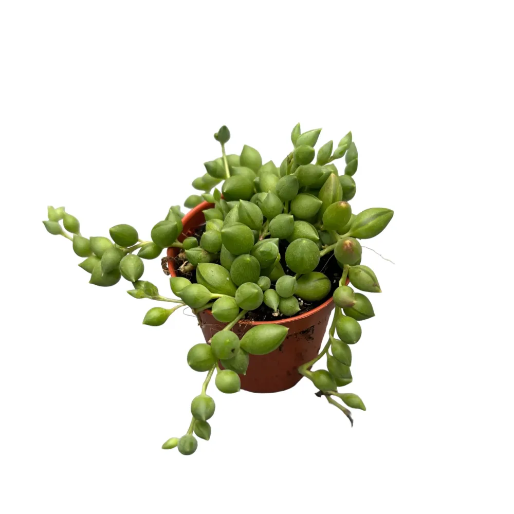 Senecio Herreianus (Planta mazare, Sirag de margele) babyplant