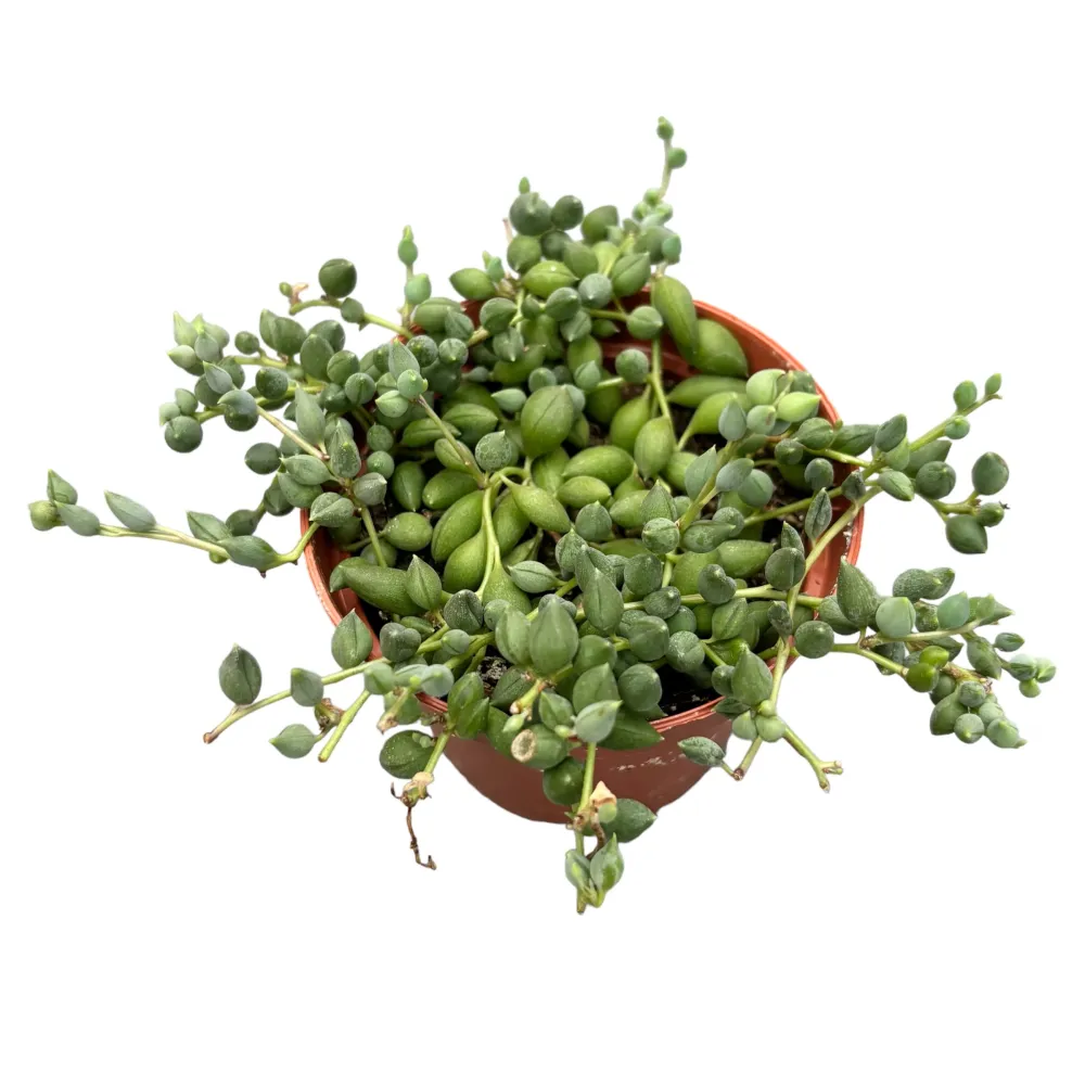 Senecio Herreianus (Planta mazare, Sirag de margele)