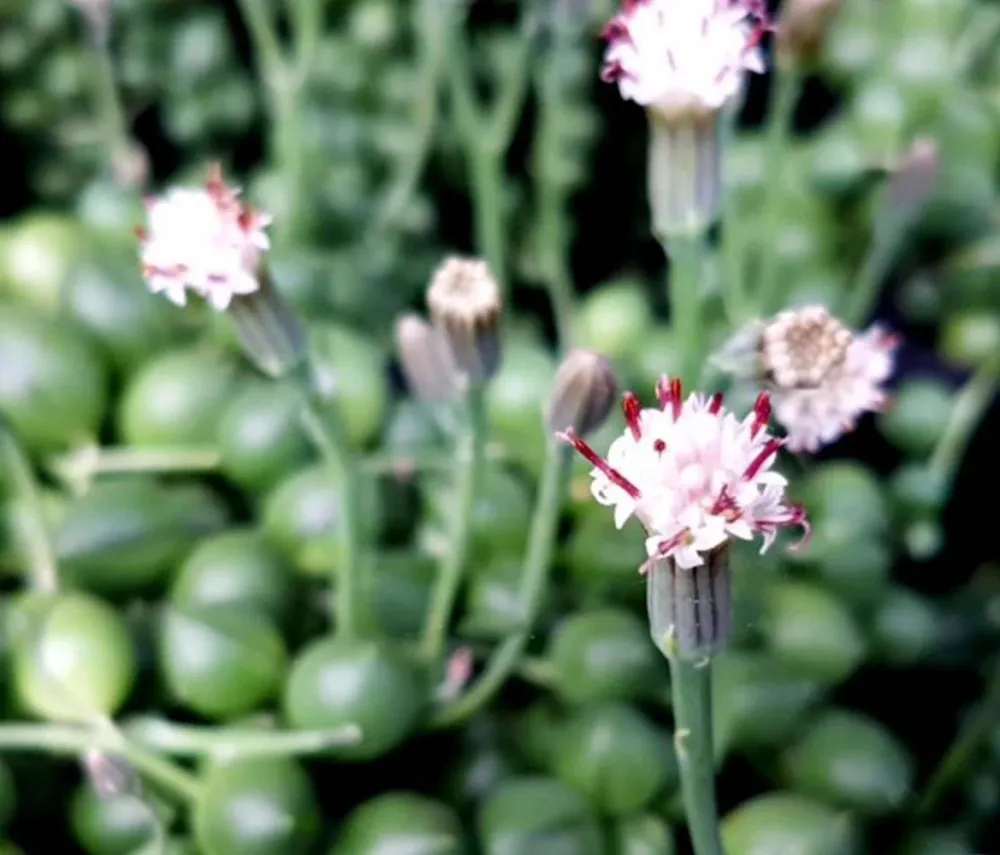Senecio Herreianus (Planta mazare, Sirag de margele)