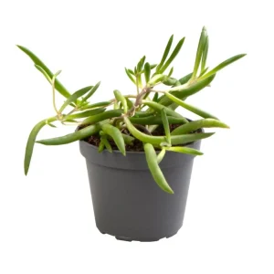 Senecio herreianus 'Purple Flush' - babyplant