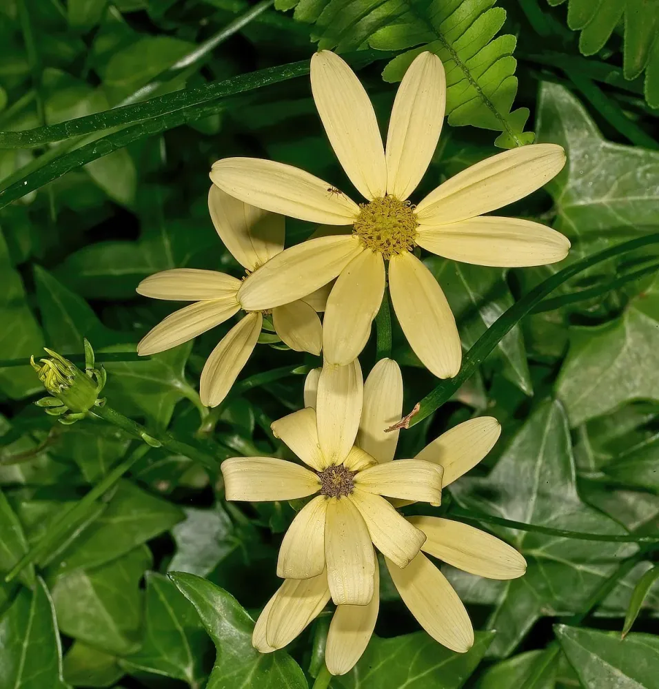 Senecio macroglossus (3 plante/pot)