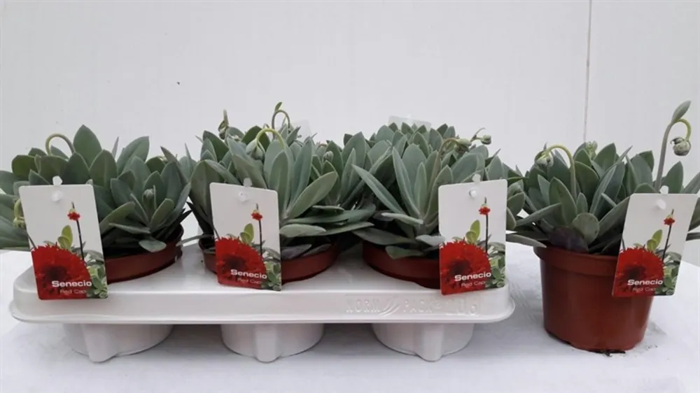 Senecio Red Cap