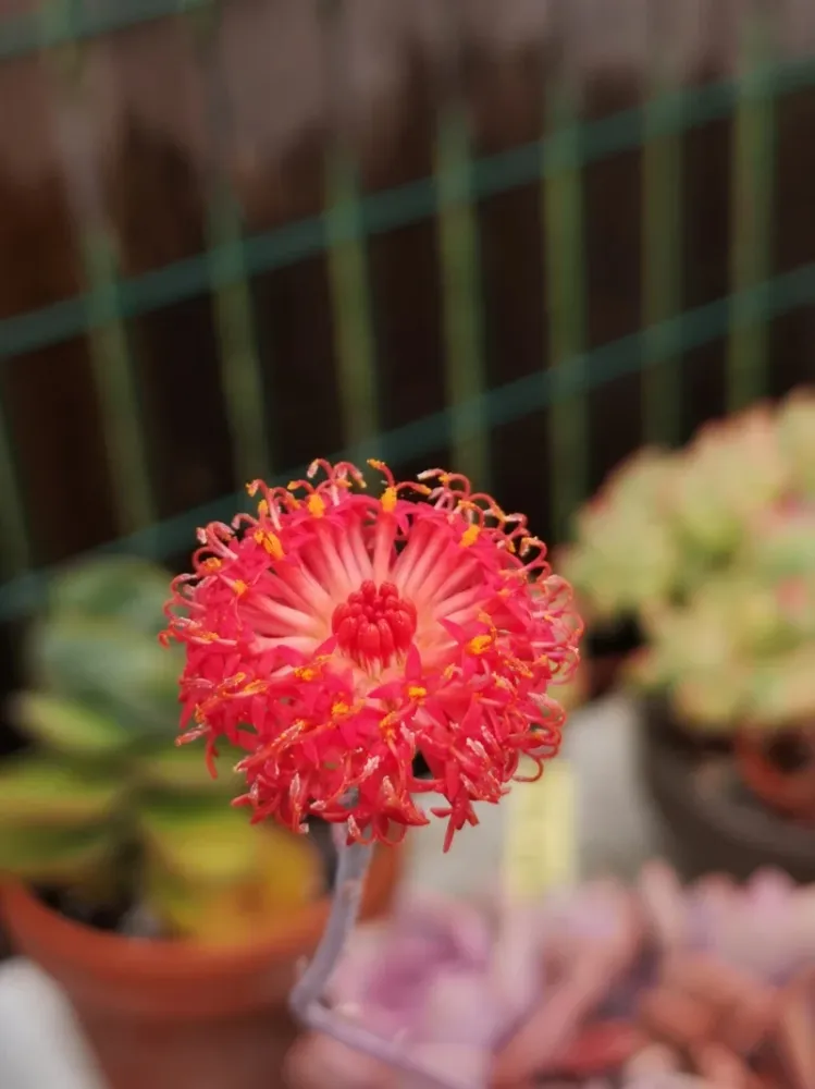 Senecio Red Cap